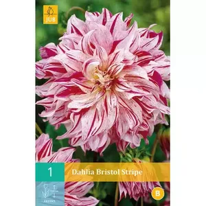 1 Dahlia Bristol Stripe