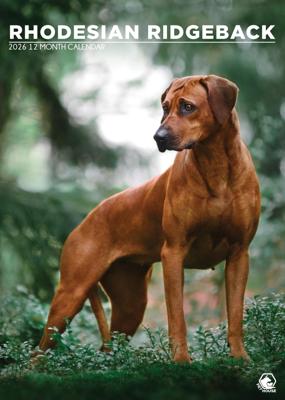 Rhodesian Ridgeback A3 Kalender 2026