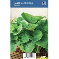 Hartlelie (hosta sieboldiana "Elegans") schaduwplant - 12 stuks