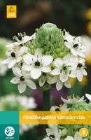 Ornithogalum Saundersiae Bloembol JUB 1 bol - Jub