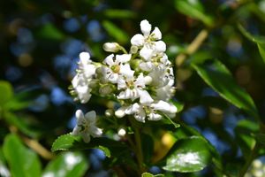 Escallonia