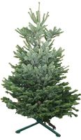 Kerstboom Warentuin Nordman B - kwaliteit Abies Nordmanniana 175 - 200 cm gezaagd Warentuin Natuurlijk - Warentuin natuurlijk