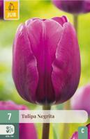 Tulp negrita 7 bollen