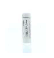 Lobelia inflata D6 - thumbnail