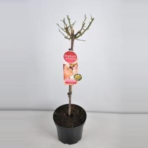 Grootbloemige roos op stam Parfum de Nature (rosa "Diamonds Forever"®) - Op stam 70 cm - 1 stuks