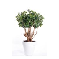 Kantoor kunstplant ficus groen in witte ronde pot 70 cm - thumbnail