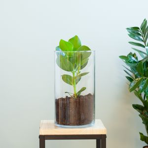 Clusia Rosea Princess + potgrond - DIY