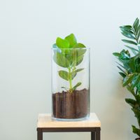 Clusia Rosea Princess + potgrond - DIY Clusia Rosea Princess + potgrond - DIY