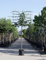 Spaanse aak als leiboom Acer campestre h 340 cm st. omtrek 12 cm st. h 220 cm - Warentuin Natuurlijk