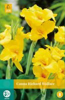 Canna Richard Wallace Bloembol JUB 1 bol - Jub
