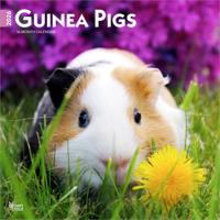 Cavia Kalender 2026