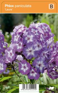 Vips Phlox paniculata Laura - Vlambloem
