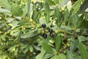 Laurus