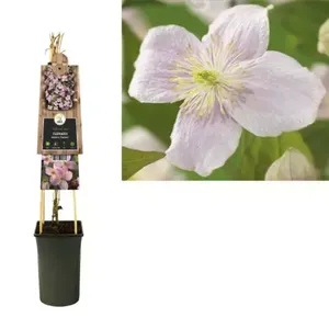 Klimplant Clematis montana  Mayleen - Roze Bosrank