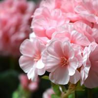 Geranium kunstplant in pot 40cm - roze
