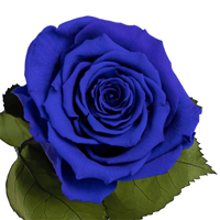 Longlife roos Deep Ocean of Love Longlife roos Deep Ocean of Love