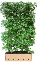 Liquidambar styraciflua 200 cm - Quickhedge