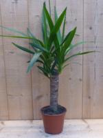 Palmlelie Yucca Elephantipes potmaat 14 cm H40-60 cm 1 stam kamerplant Warentuin Natuurlijk - Warentuin natuurlijk