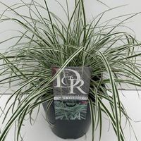 Zegge (Carex oshimensis "Everest") siergras - In 5 liter pot - 1 stuks - thumbnail