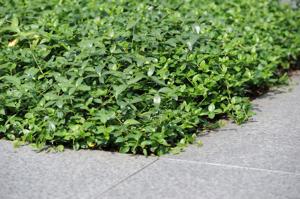 Plantenmat vasteplanten maagdenpalm Vinca minor prijs per 1m2 cm Covergreen - Covergreen