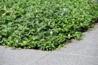 Plantenmat vasteplanten maagdenpalm Vinca minor prijs per 1m2 cm Covergreen - Covergreen