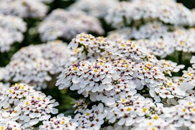 Scheefbloem Scheefbloem