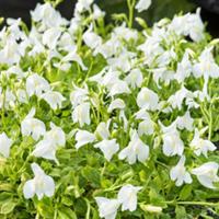 Moerings Mazus reptans Wit - Witte mazus Moerings Mazus reptans Wit - Witte mazus