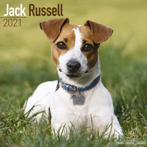 Kalender 2025 Jack Russel Terrier