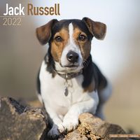 Kalender 2025 Jack Russel Terrier - thumbnail