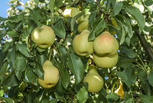 Hoogstam dikke Perenboom