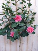 Camelia roze op stam 120 cm Warentuin Natuurlijk - Warentuin natuurlijk