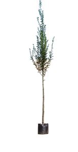 Zuil haagbeuk Carpinus betulus Fastigiata h 450 cm st. omtrek 16 cm st. h 220 cm - Warentuin Natuurlijk