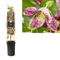 Klimplant Clematis cirrhosa Freckles 75 cm Bosrank Van der Starre - Van der starre