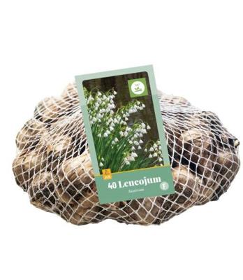 Leucojum aestivum JUB, 40 bollen - Jub