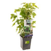 Zwarte bes Ribes nigrum struik