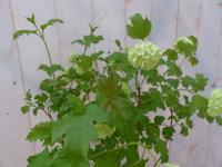 Viburnum Gelderse Roos Heester 80 cm met mooie witte bloemen Warentuin Natuurlijk - Warentuin natuurlijk