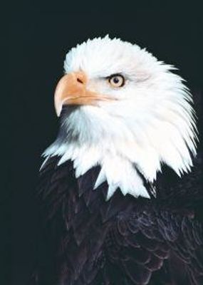 Eagle (adelaar)