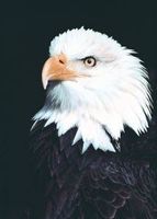 Eagle (adelaar)
