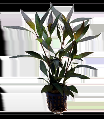 AquaVitaal Hygrophila Guanensis