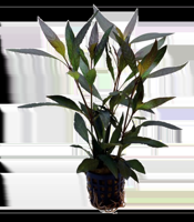 AquaVitaal Hygrophila Guanensis