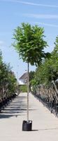 2 stuks! Bol acacia Robinia ps. Umbraculifera h 265 cm st. omtrek 12 cm st. h 220 cm boom - Warentuin Natuurlijk