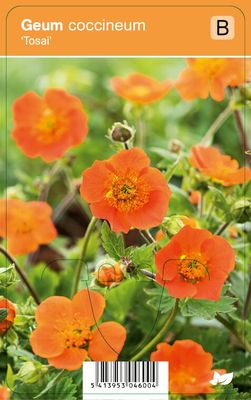 Vips Geum coccineum Tosai - Nagelkruid