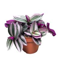 Tradescantia Nanouk - P 12 cm Tradescantia Nanouk - P 12 cm