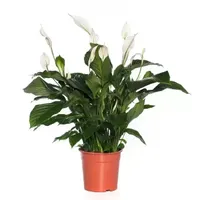 Kamerplant Spathiphyllum 'Lepelplant'