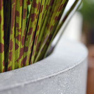 Zebra kunst grasplant deluxe 85cm - groen/bruin