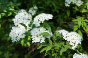 Spierstruik spirea