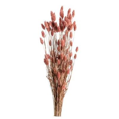 Droogbloemen Bunch Phalaris - roze - 75 cm