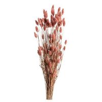 Droogbloemen Bunch Phalaris - roze - 75 cm - Leen Bakker - thumbnail