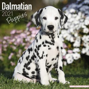 Kalender 2025 Dalmatiër Puppies