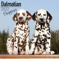 Kalender 2025 Dalmatiër Puppies